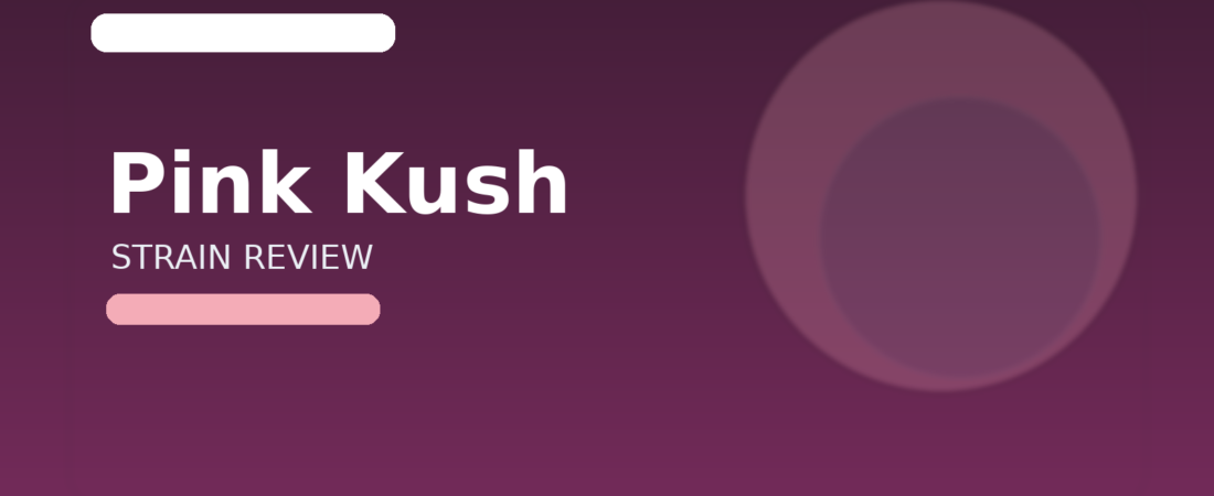 Pink Kush Strain Review: Canada’s Beloved Indica Powerhouse