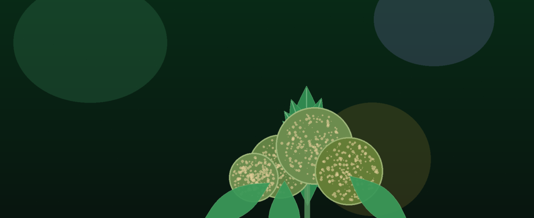 Northern Lights Strain Review: Effects, THC, Flavour & What to Expect