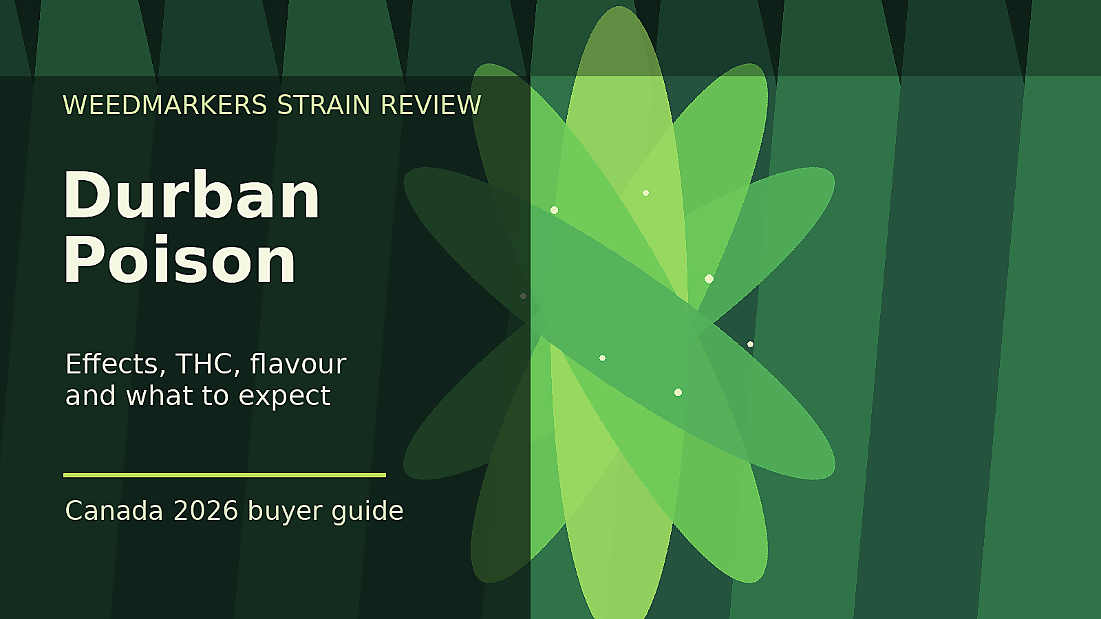 Durban Poison strain review feature image