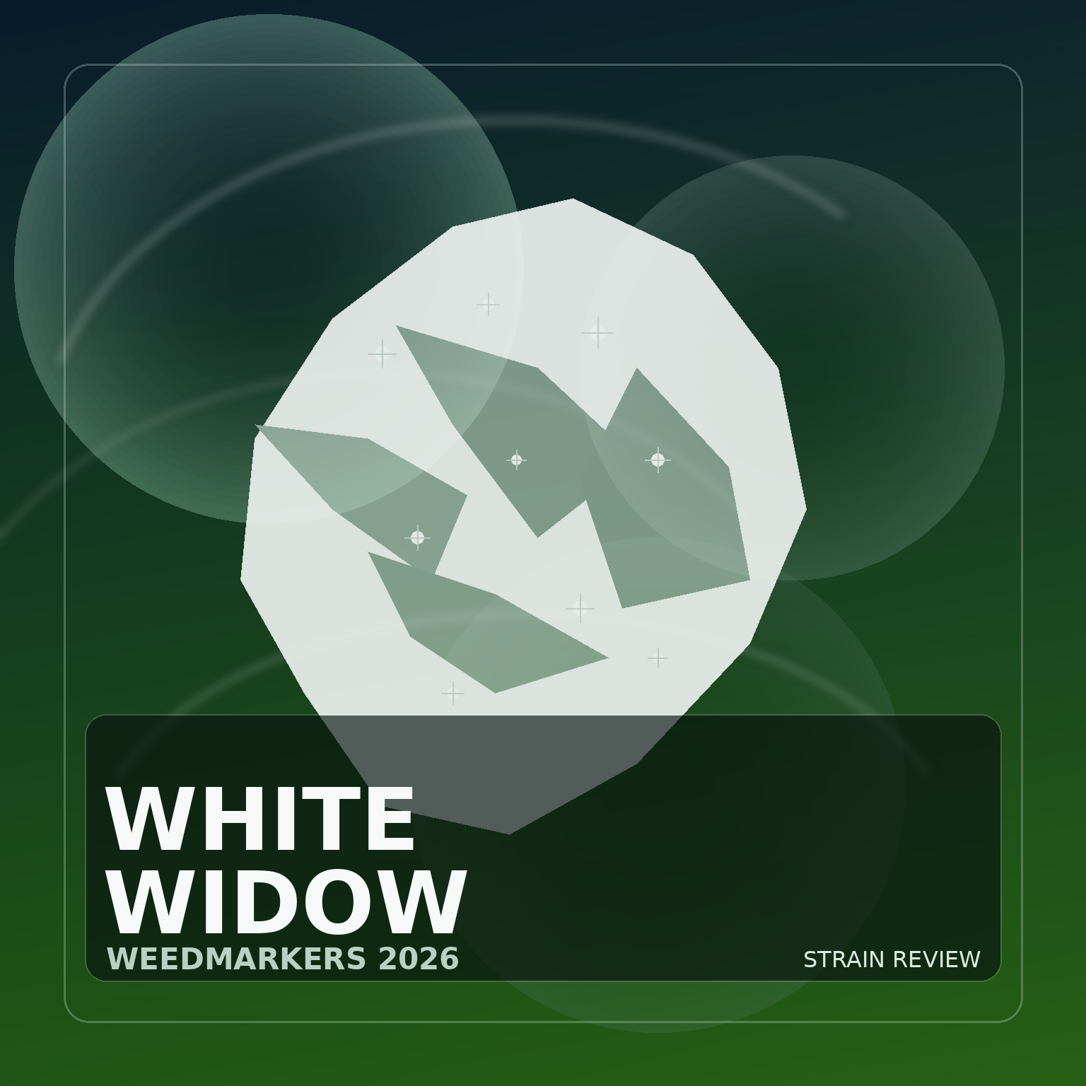 White Widow Strain Review: Effects, THC, Flavour & What to Expect